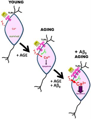 Role of Toll Like Receptor 4 in Alzheimer’s Disease